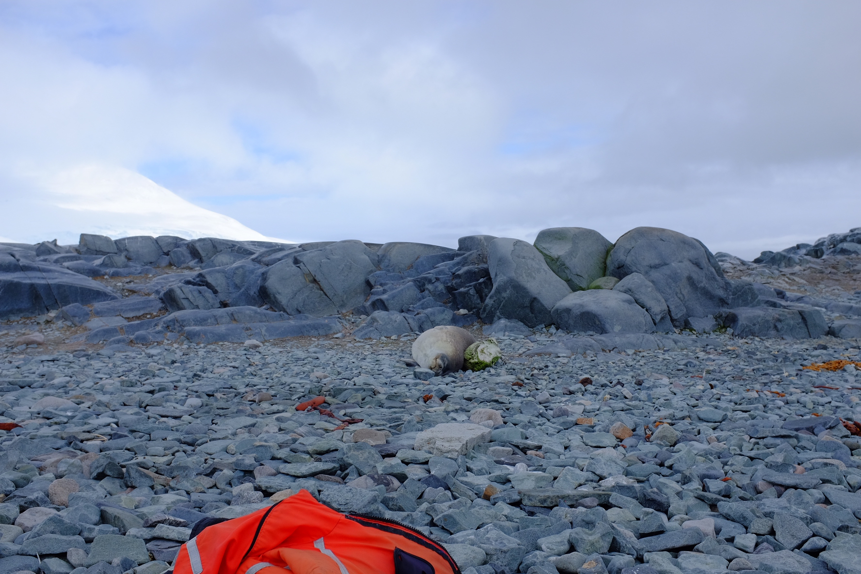 Seal sleeping and penguin