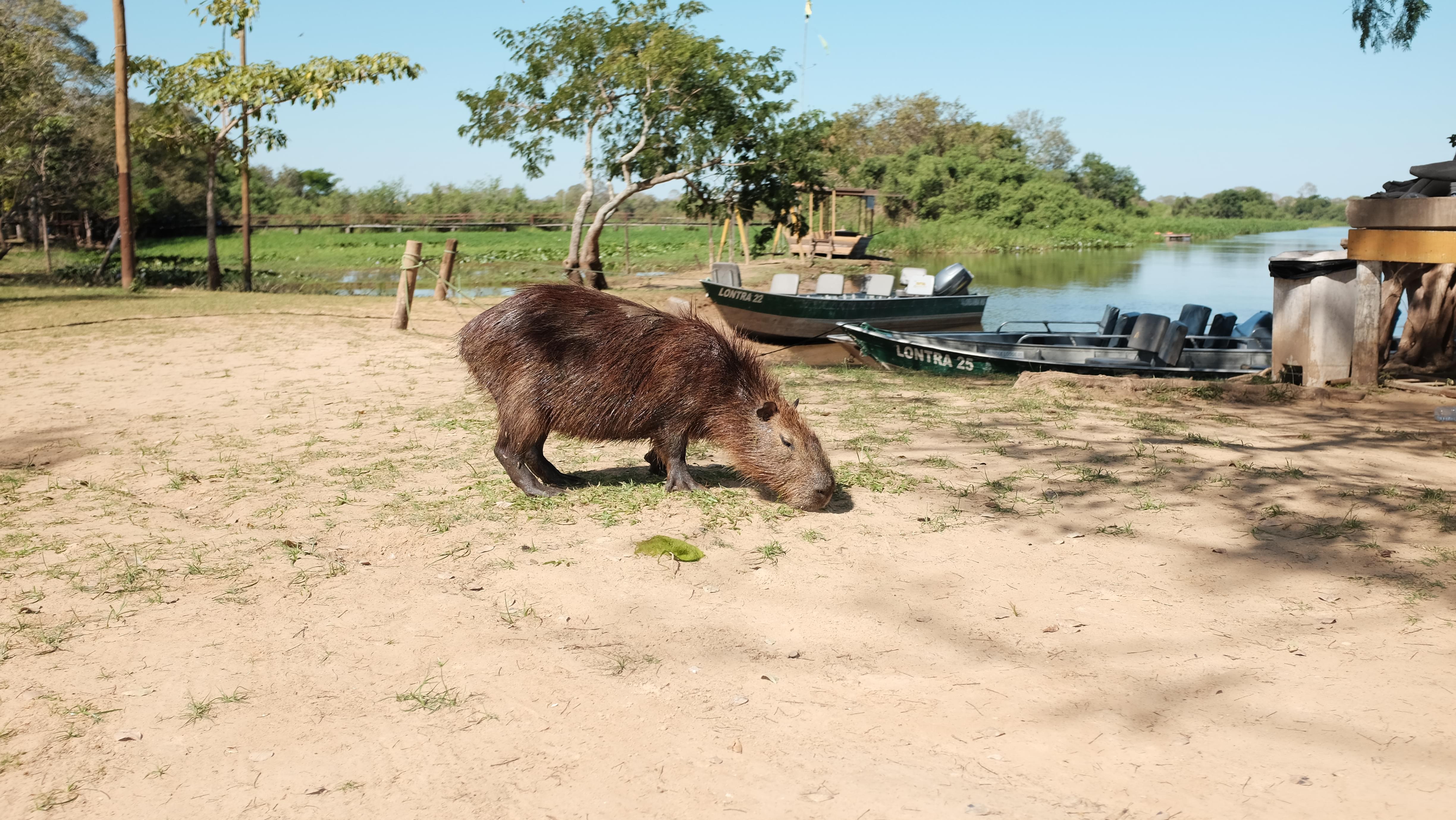 Capybara in the Pantanal