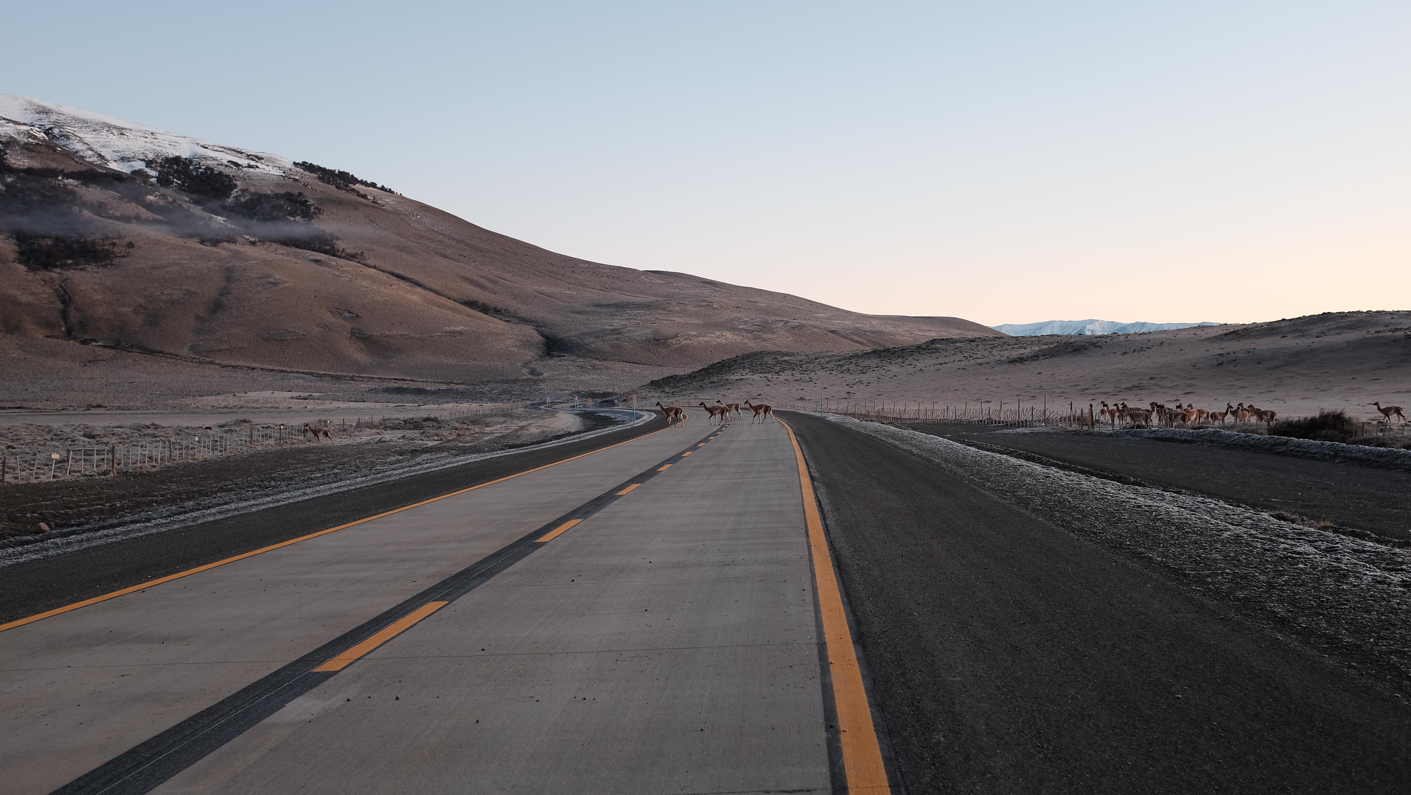 Guanaco on a road