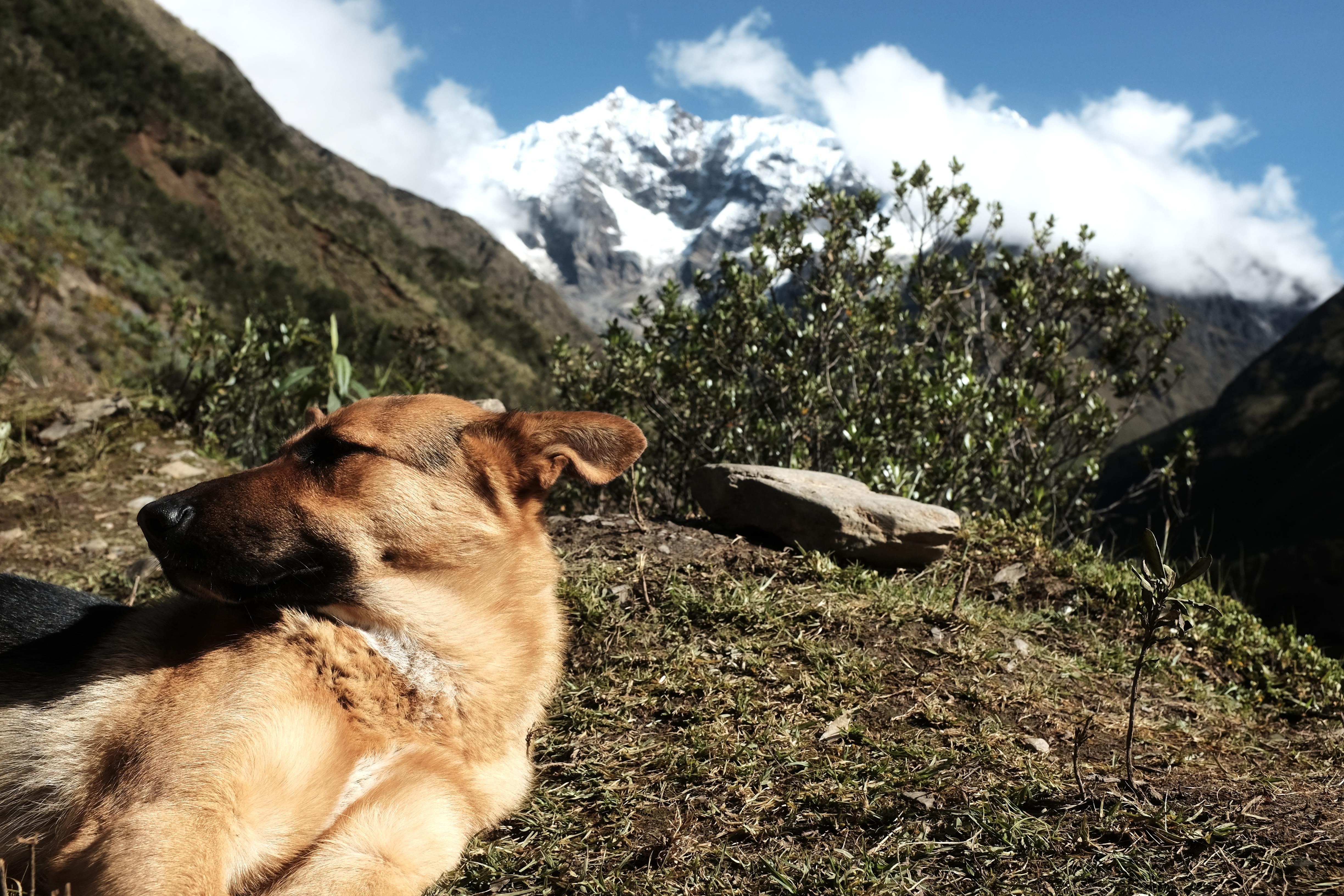 Dog and Humantay Mountain