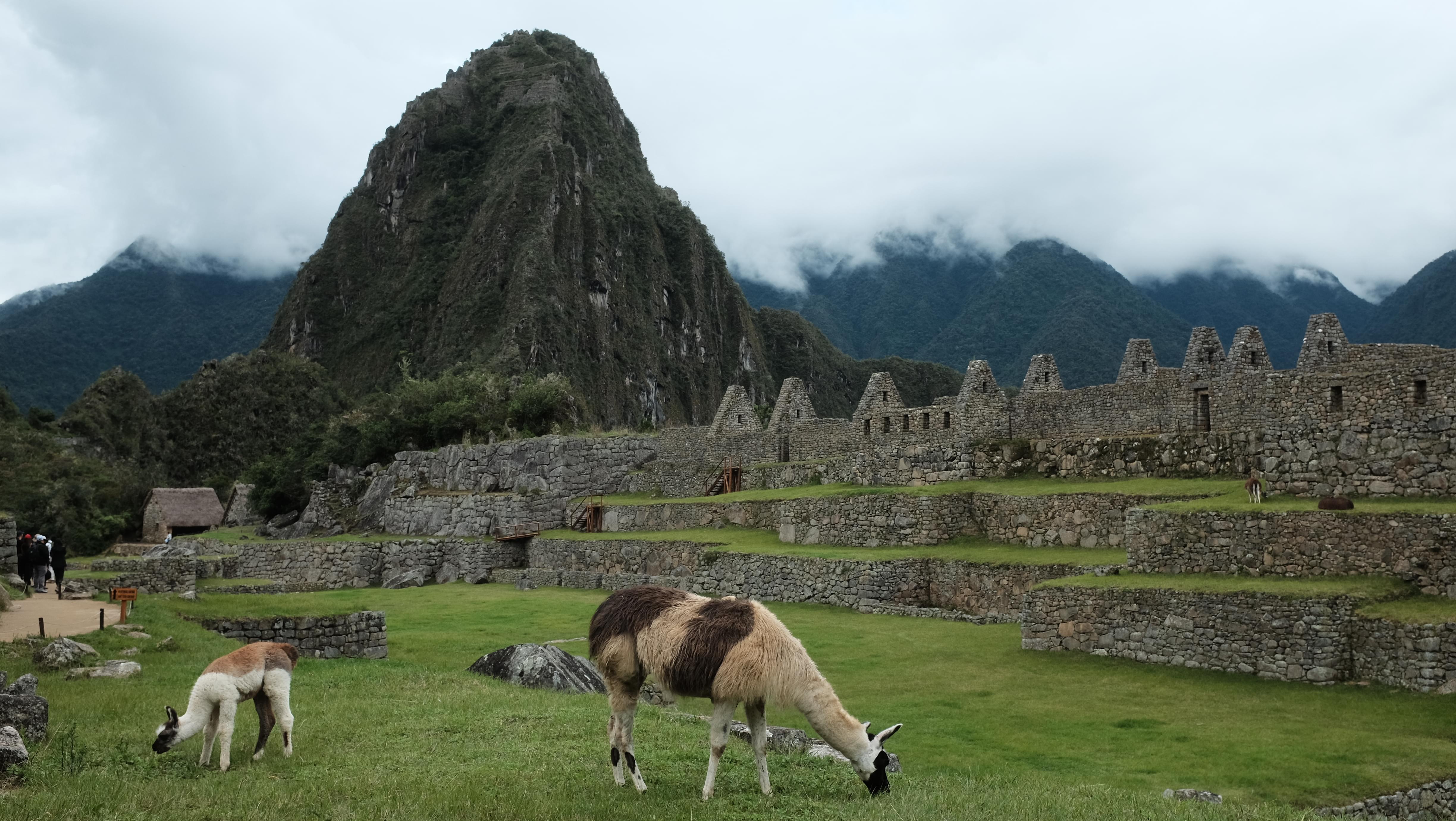 Llamas on Machu Picchu