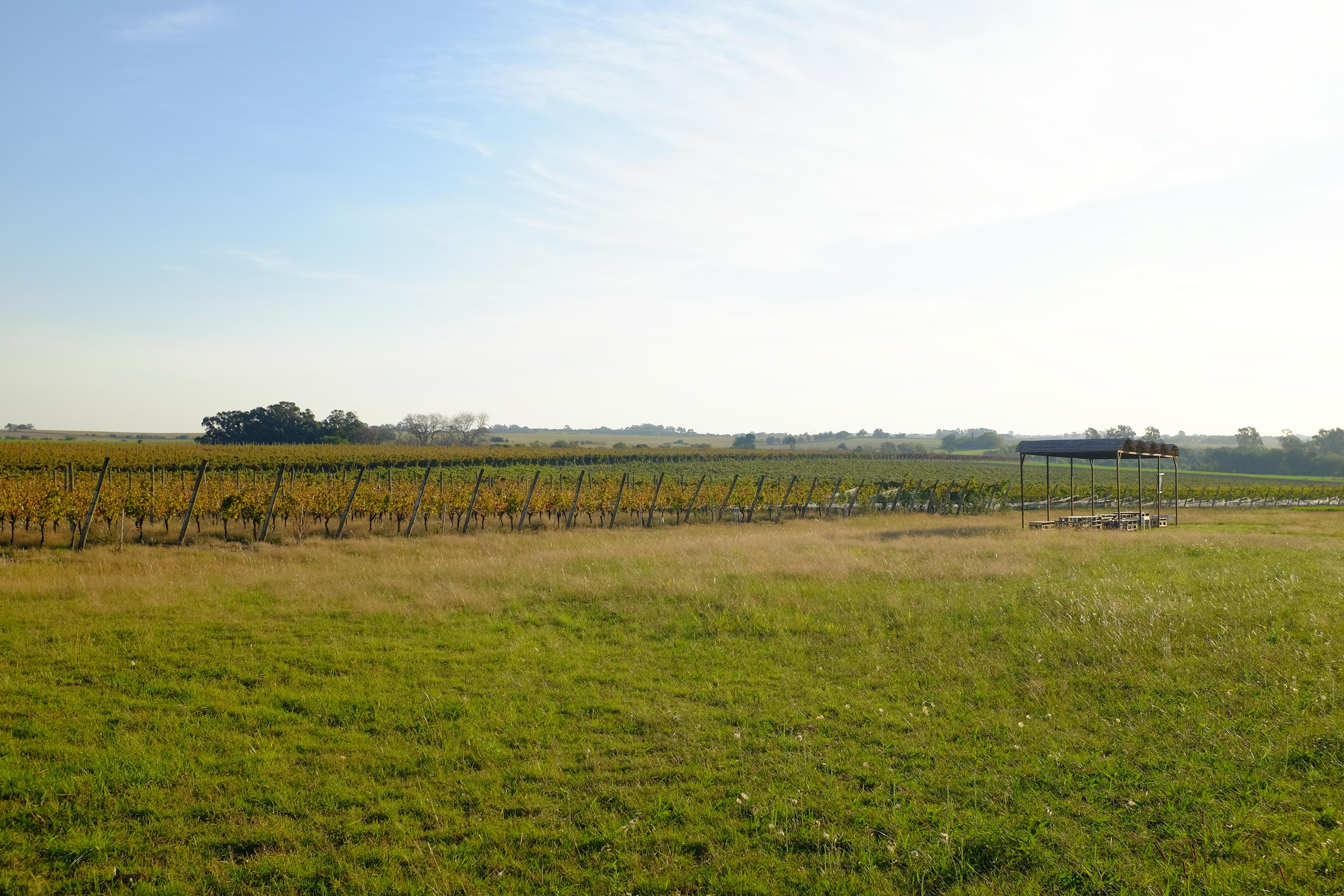 Uruguayan countryside